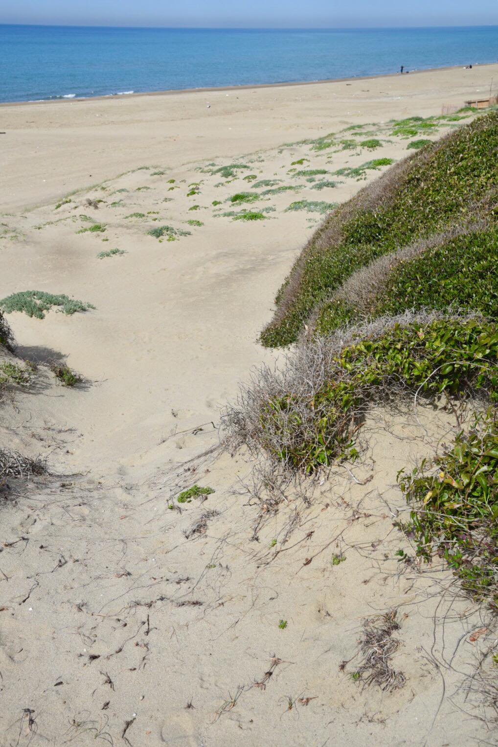 La storia delle dune di Capocotta